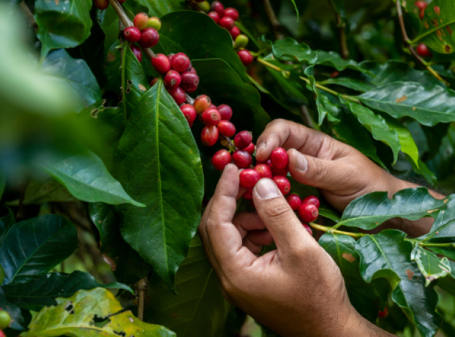 Person digging two hands into a pile of coffee beans and filling their palms with coffee beans and lifting them up