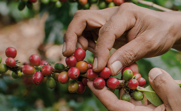 Sustainable Coffee